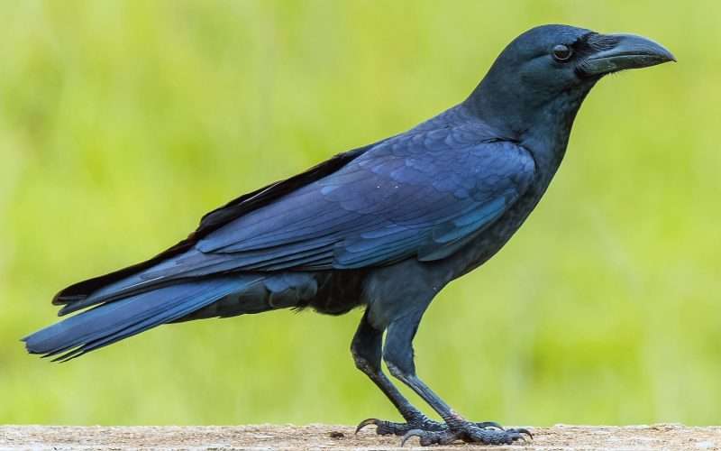 आजदेखि तिहार सुरु