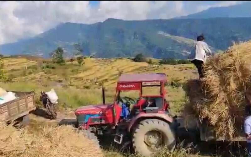 धान बाली भित्राउदै कृषकहरू