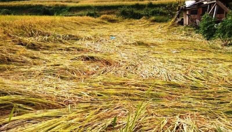 धान बाली भित्र्याउने समयमा झरी परेपछि दाेलखाकाे किसान चिन्तित